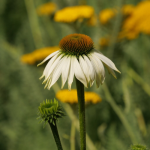 Arnica Montana